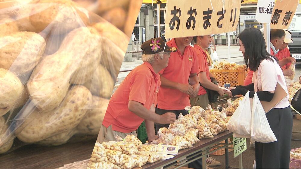 通常の倍の大きさ「おおまさり」の味見に人だかり！「やちまた落花生まつり」
