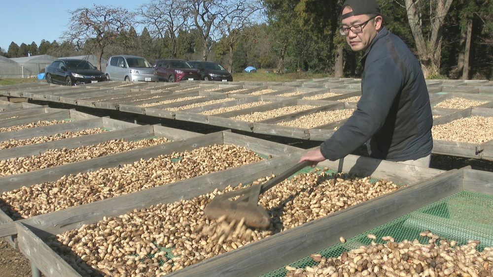 落花生の天日干しが最盛期　昔ながらの製法守り甘み引き出す　千葉・八街市