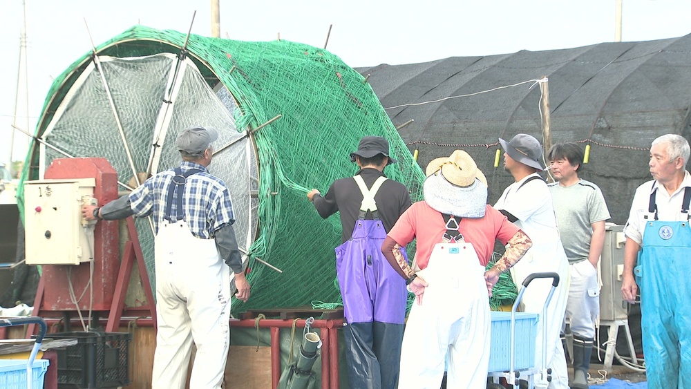 香り高く旨み強い「江戸前ちばのり」種付け作業始まる　千葉・富津