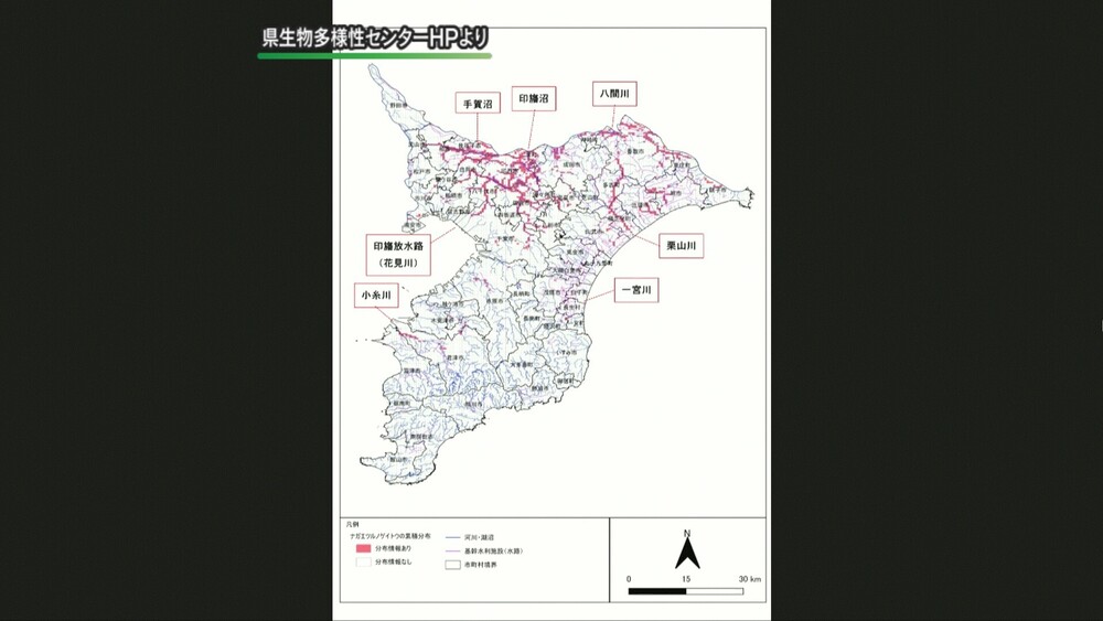 特定外来生物「ナガエツルノゲイトウ」の分布図を初公開　千葉県