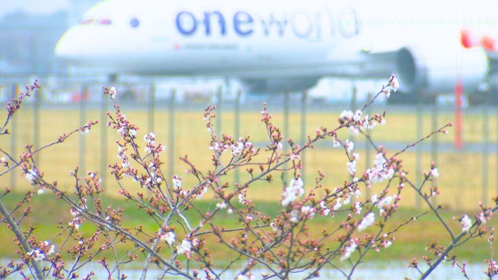 来週満開見込！成田空港近く「三里塚さくらの丘」でサクラと飛行機のコラボ　