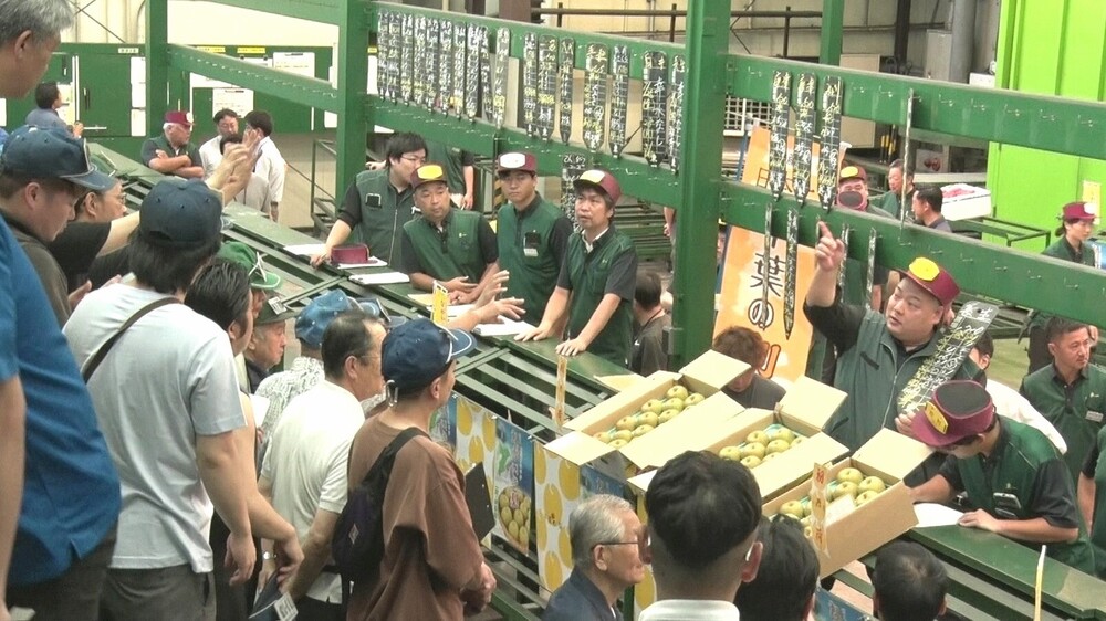 全国１位の千葉県産ナシ　東京都内の卸売市場に出荷された「幸水」が初競り