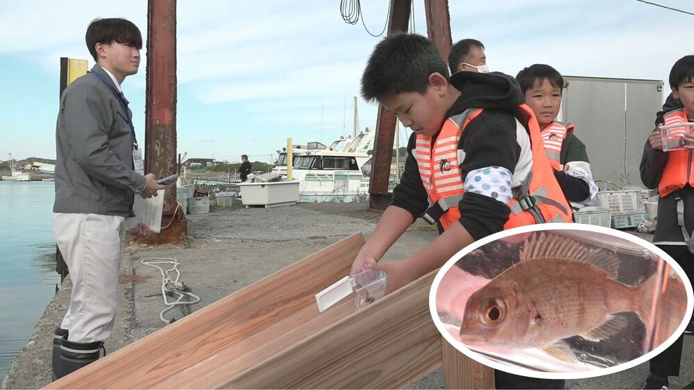「大きく育ってね」　千葉・富津市の児童たちがマダイの稚魚１５０尾放流