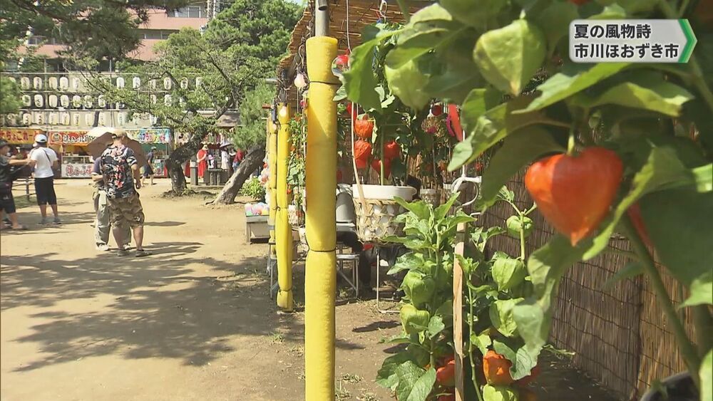 夏の風物詩 市川ほおずき市