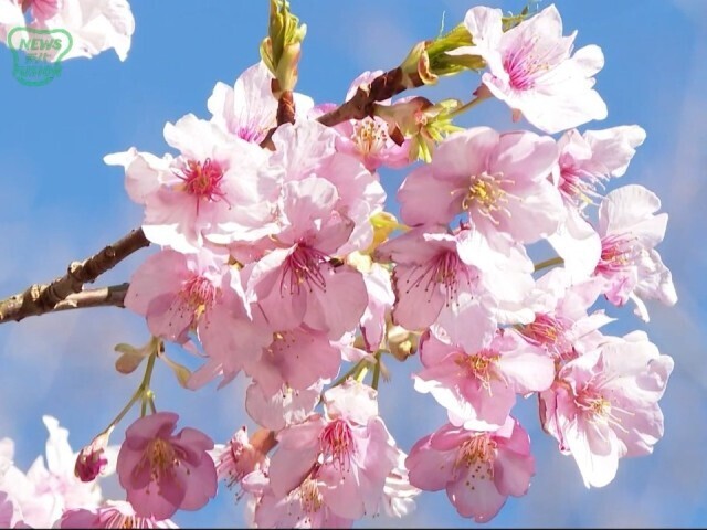 鋸南町　頼朝桜 満開