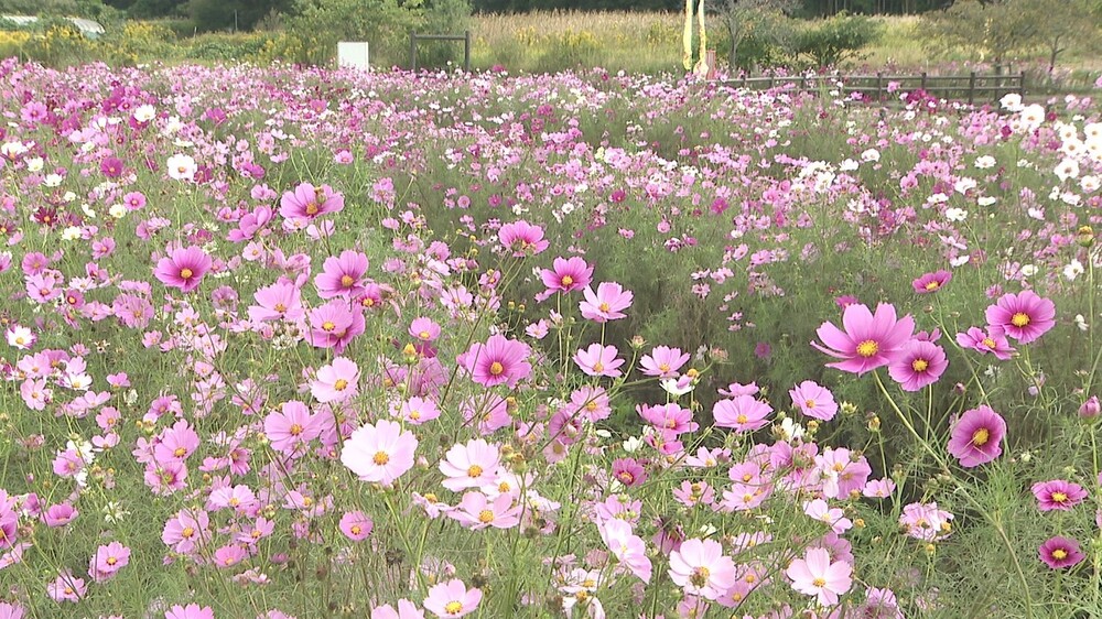 千葉・印西市の調整池でコスモス満開　地元団体が手掛けた１万本が秋風に揺れる