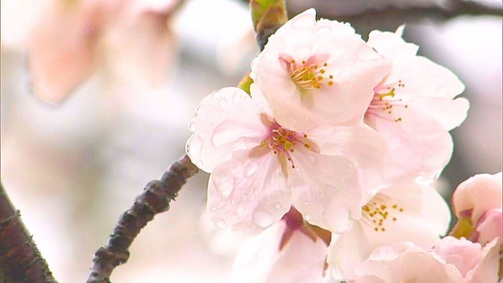サクラが間もなく満開！千葉市の花島公園では池や川のほとりにソメイヨシノ並ぶ