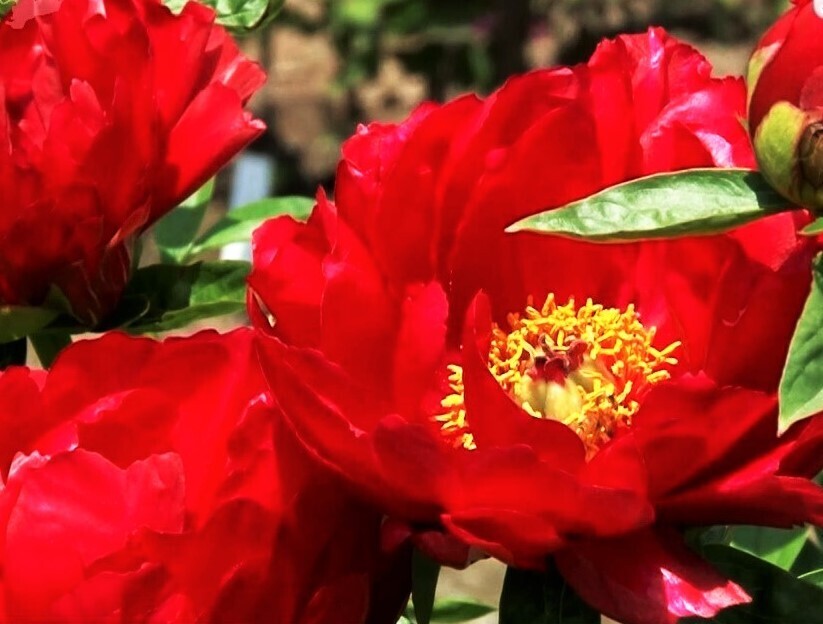 優雅な大輪の花々で心に癒しを… 千葉県茂原市で2500株の“牡丹の花”満開！