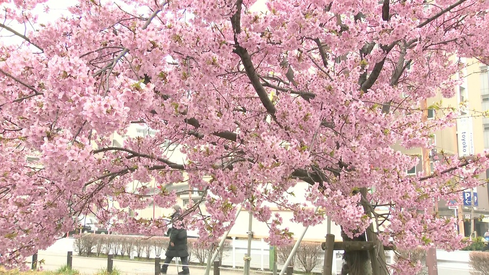鎌ケ谷市の河津桜見ごろ　市民らの寄付で植樹