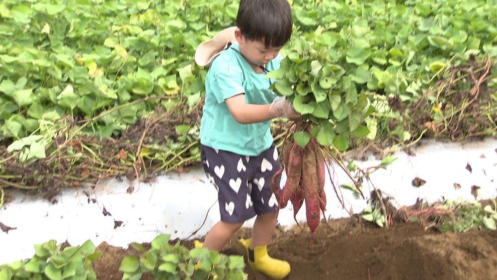 力いっぱい両手で！　家族連れが成田ゆめ牧場で秋の味覚サツマイモ堀りを楽しむ