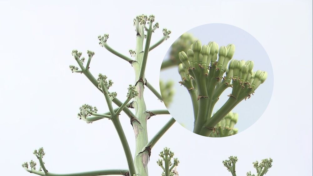100年に1度しか咲かない”珍しい植物 リュウゼツランが開花