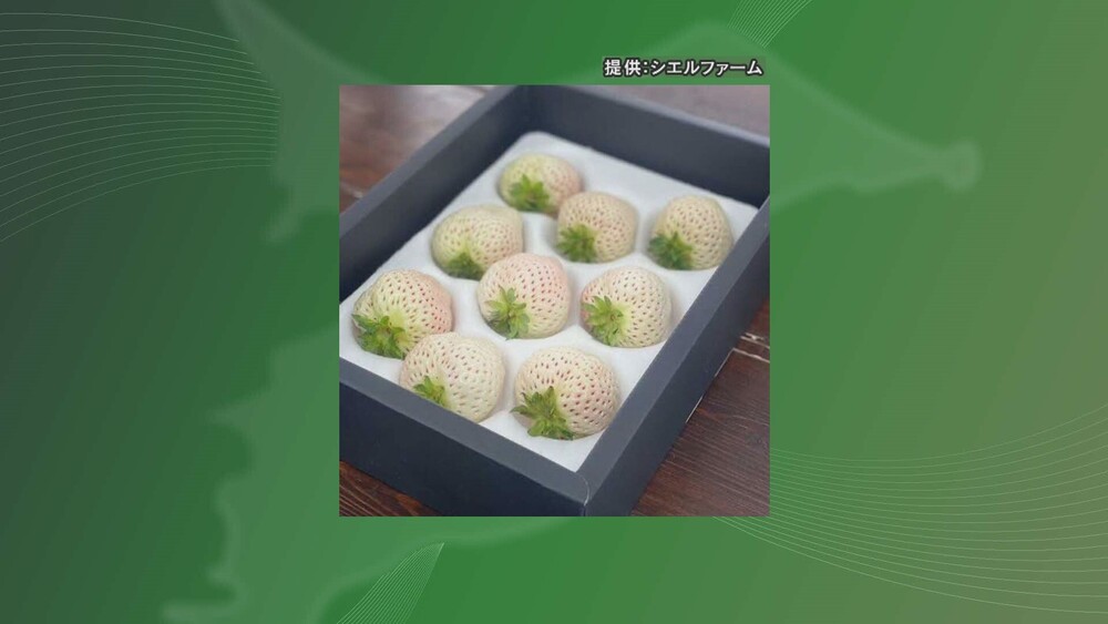 「１粒約１７００円差」千葉県四街道市のふるさと納税返礼品で別品種のイチゴ発送