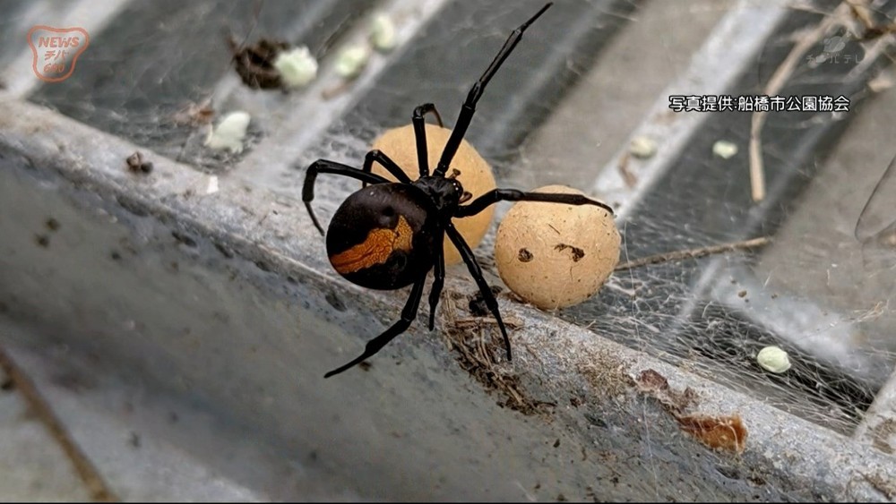 特定外来生物 セアカゴケグモ発見