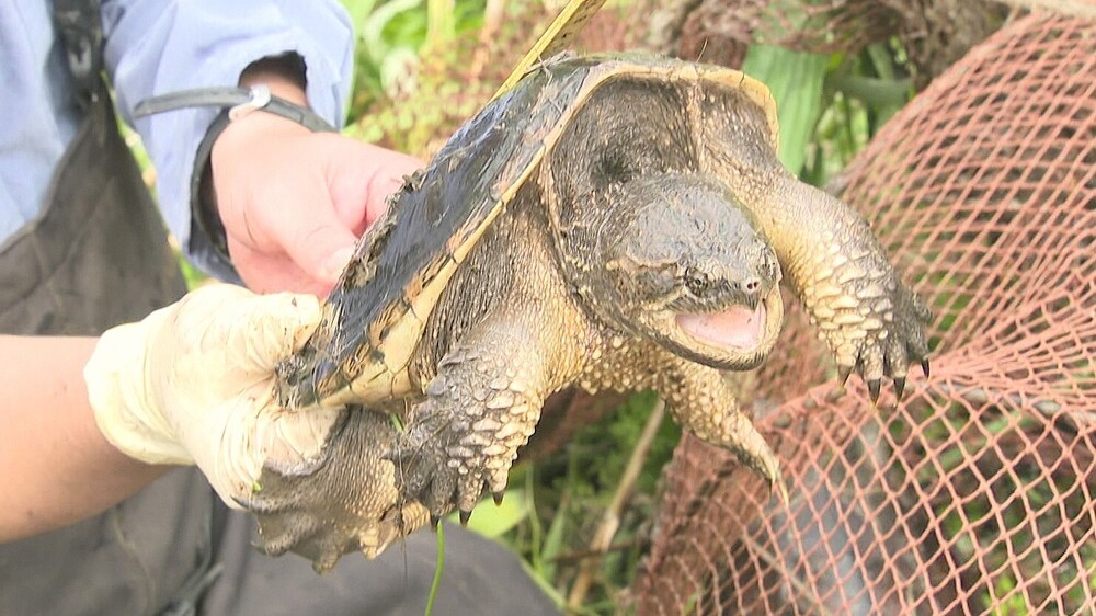 鋭い爪とくちばしに注意！　千葉県佐倉市でカミツキガメの捕獲作業