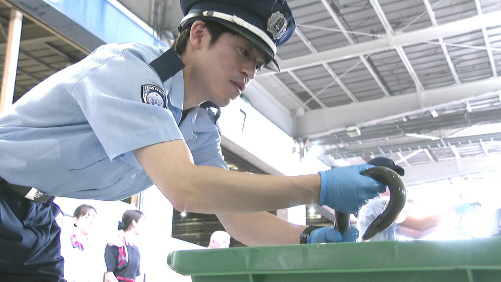土用の丑の日を前にうなぎの輸入が佳境　成田空港にも中国などから続々と到着