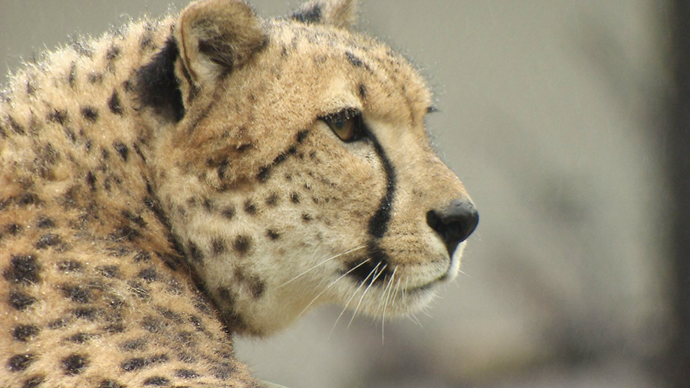 ザ・サンデー千葉市～千葉市動物公園で「チーター」を満喫～