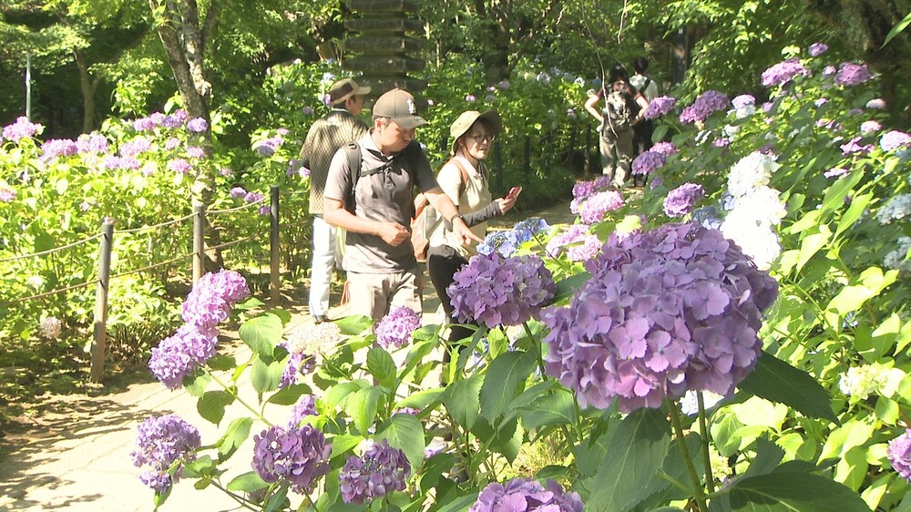 アジサイとハナショウブの共演　松戸・本土寺で１万株のアジサイが見頃を迎える