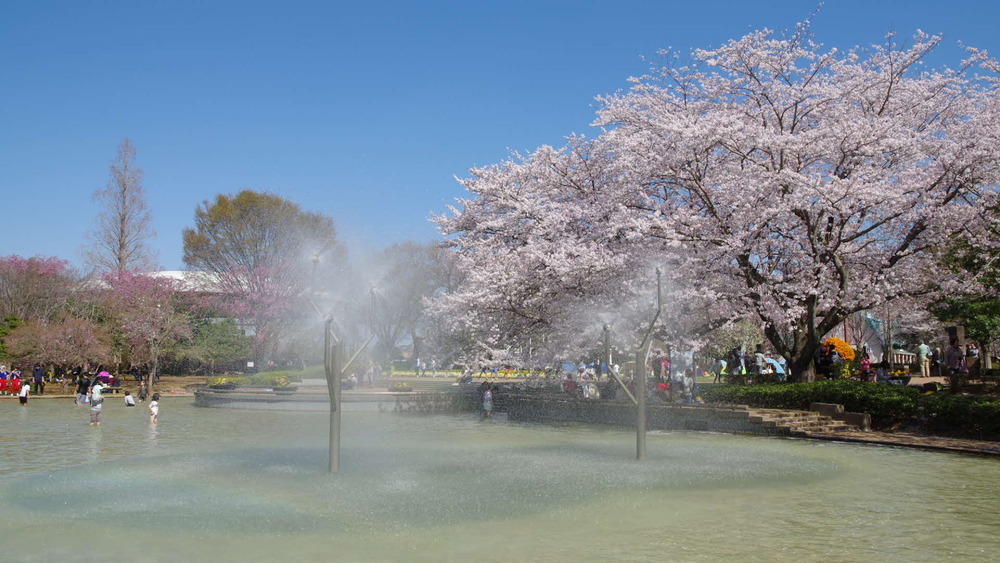 ふなばしアンデルセン公園で開催中 さくらまつり チバテレ プラス