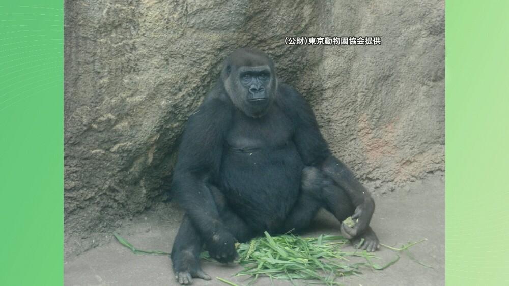 千葉市動物公園にニシゴリラ「モモカ」仲間入りへ　母親に代わっての「里帰り」