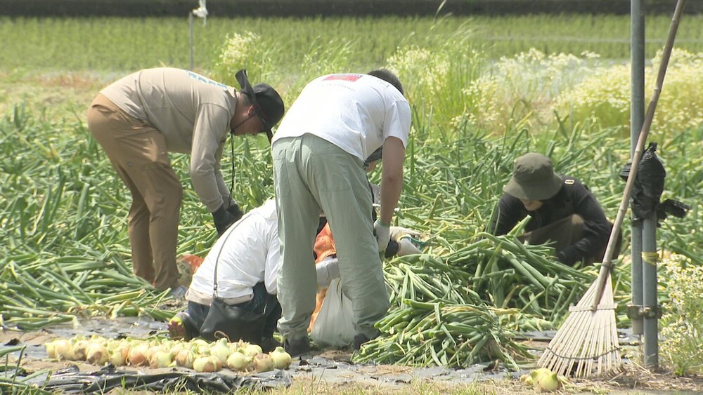 “九十九里の潮風の恵みで甘みUP”　千葉のたまねぎ産地・白子町で収穫体験開始
