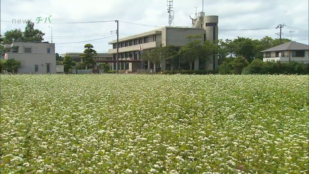 千葉県長生村 白くて可憐な そばの花 が見ごろ チバテレ プラス