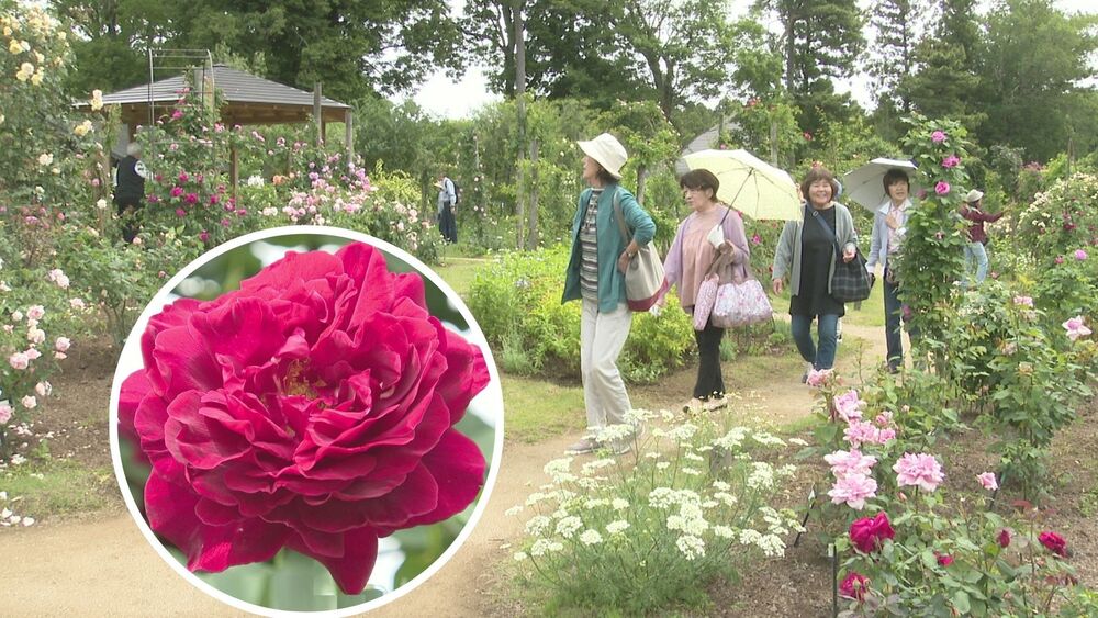 色とりどりのバラが見ごろ　千葉県佐倉市の「佐倉草ぶえの丘」　無料バス運行も