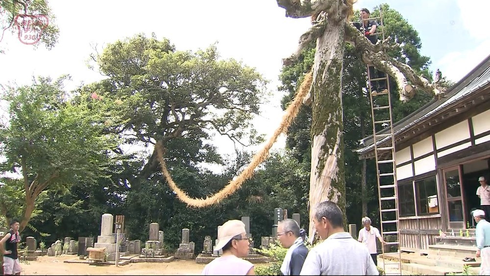 ２００年以上の伝統　「片子の盆綱」