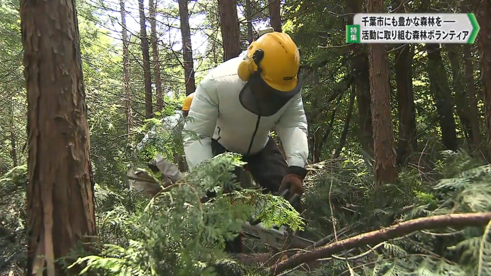 【特集】千葉市にも豊かな森林を― 活動に取り組む森林ボランティア