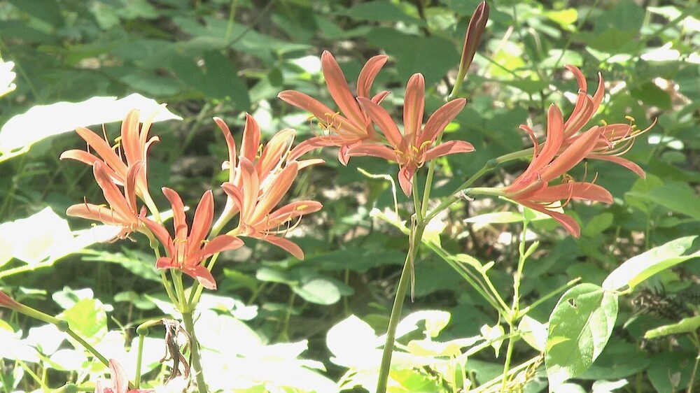その名も「キツネノカミソリ」　千葉市の泉自然公園で可憐な花が見ごろ迎える
