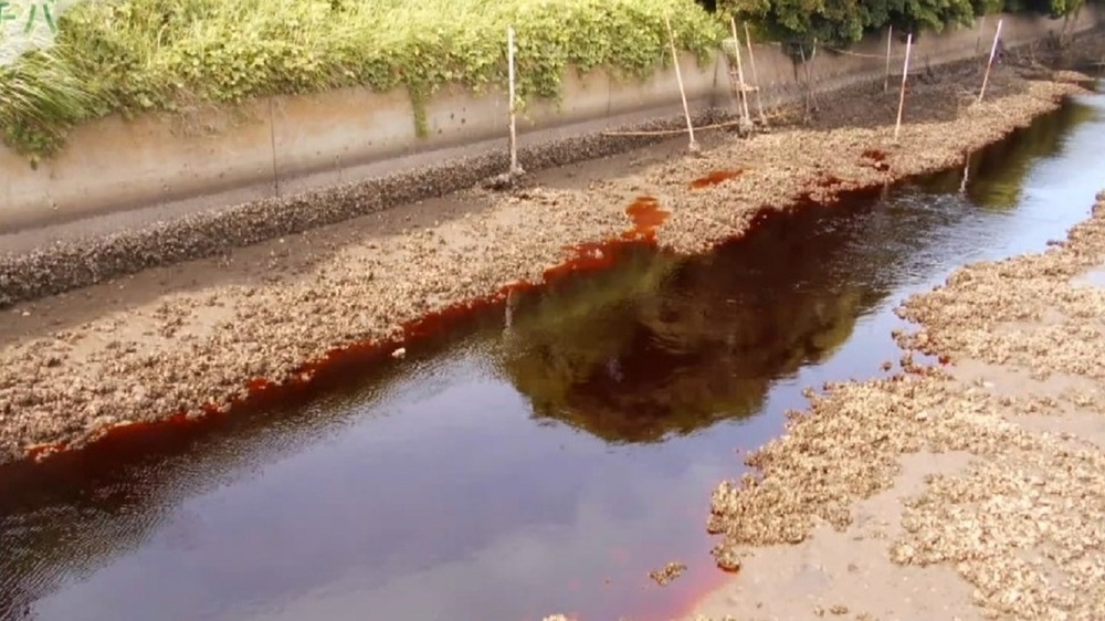千葉県君津市の小糸川の水が赤く変色 現時点で環境基準超える「シアン」不検出