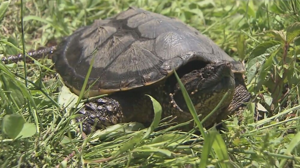 「カミツキガメ」 捕獲事業始動
