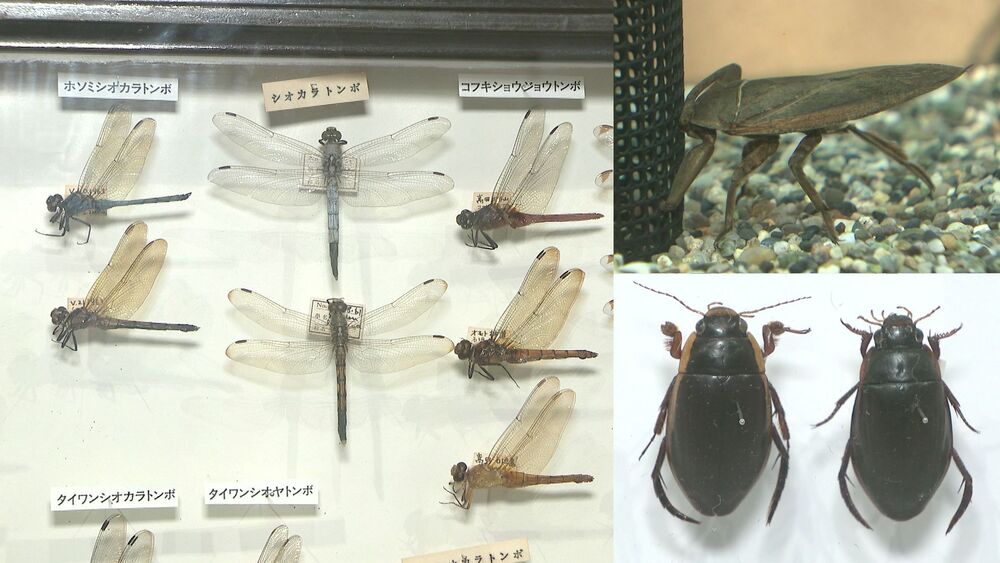 ゲンゴロウやタガメが泳ぐ姿も　水辺に暮らす昆虫を紹介する特別展　千葉市