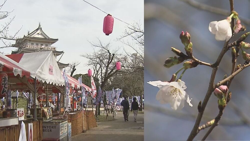 千葉市内桜の開花遅れ　桜の名所　亥鼻公園で「さくら祭り」延長