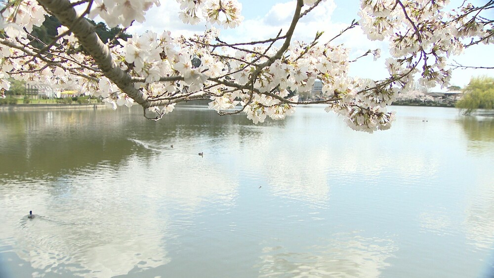 ソメイヨシノが満開　湖畔に約３００本　東金市の八鶴湖　「桜まつり」も開催