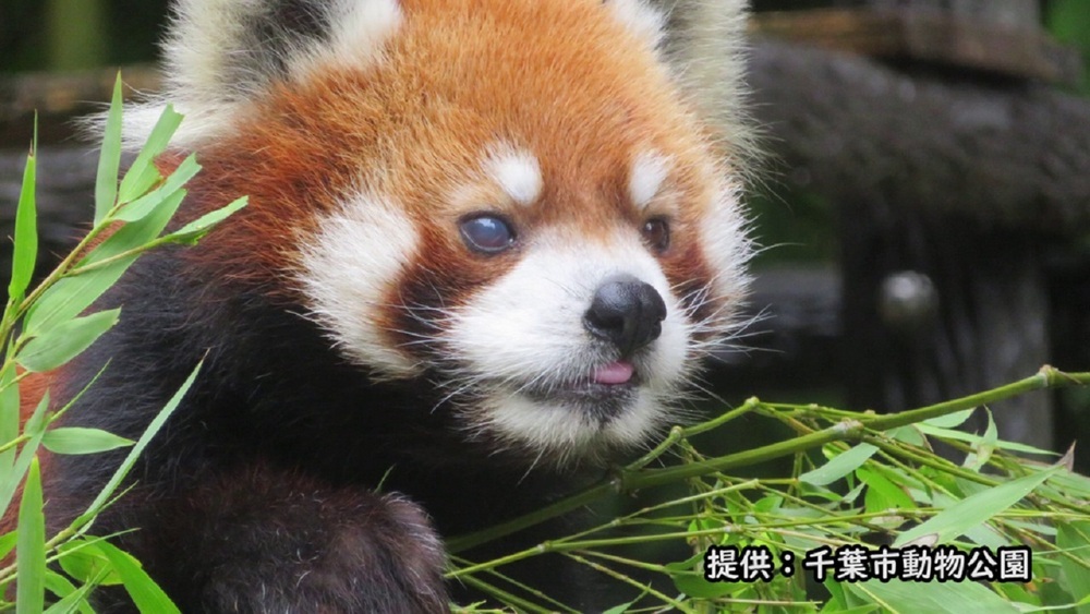 好物のリンゴも食べ残す レッサーパンダ 風太 展示休止 千葉市動物公園 チバテレ プラス 好物のリンゴも食べ残す レッサーパンダ 風太 展示休止 千葉市動物公園 チバテレ プラス