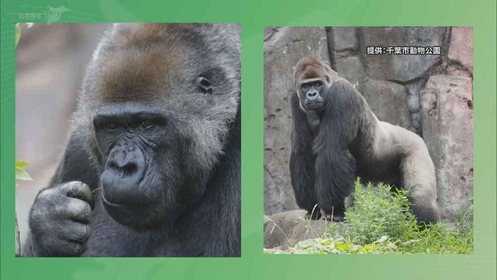 ゴリラＣＦに１６００万円　千葉市動物公園