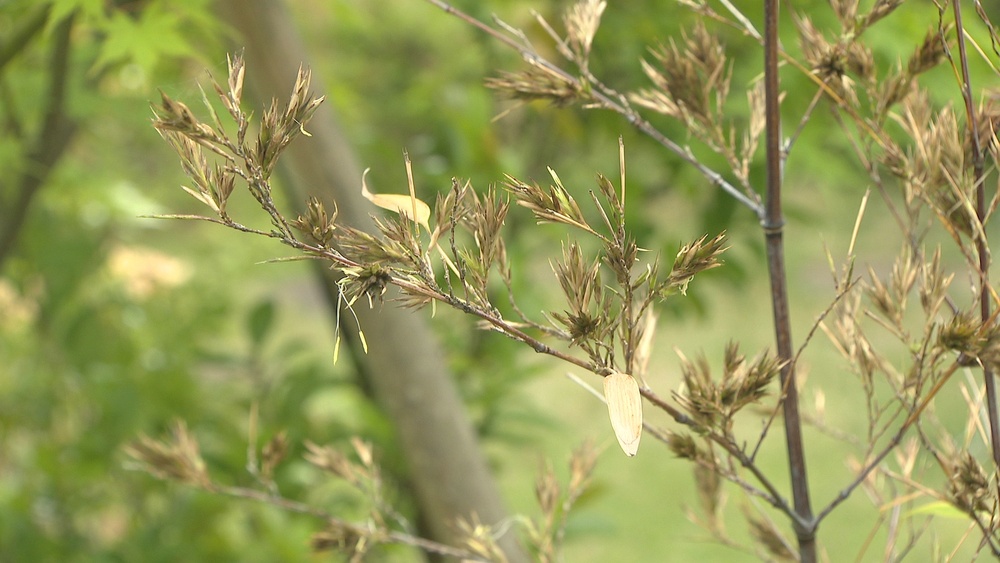 １２０年に一度！夢のよう　千葉県木更津市で“黒竹の花”が開花