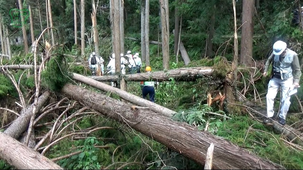 台風15号 倒木現場を緊急調査
