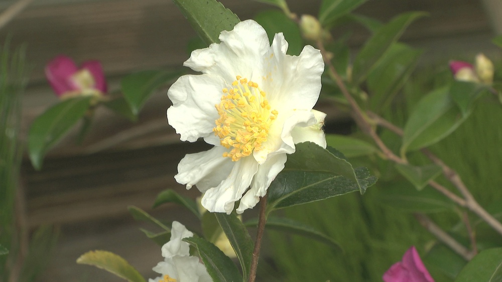 「冬の華・サザンカ」企画展　上品な香りと華やかさ　希少品種も　千葉・佐倉市