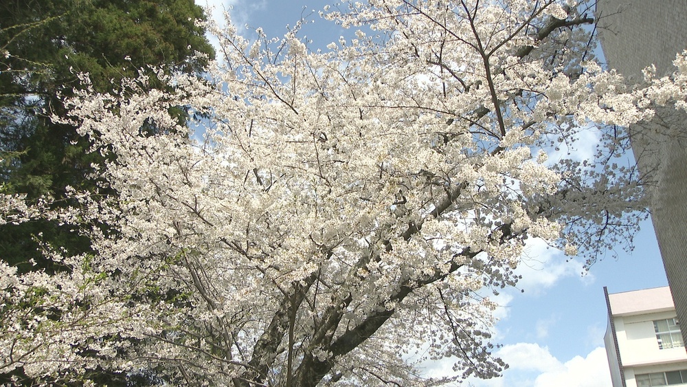 千葉県立成東高校 “自慢のサクラ楽しんで”　４月下旬まで土日は一般公開も