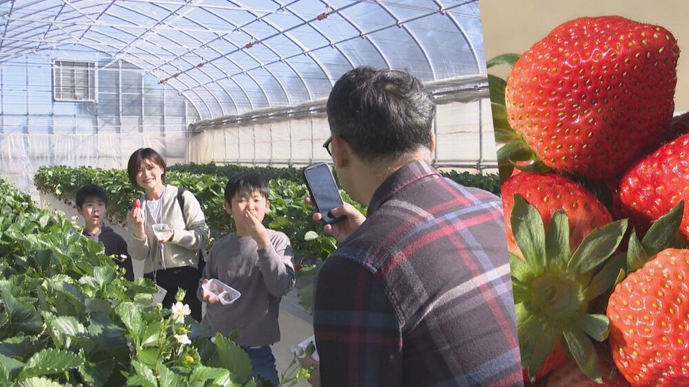 物価高騰の影響　イチゴの観光農園にも　企業努力で価格転嫁を回避