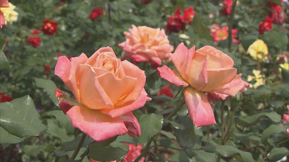 色も香りも バラの魅力に包まれて　佐倉草ぶえの丘・千葉県佐倉市