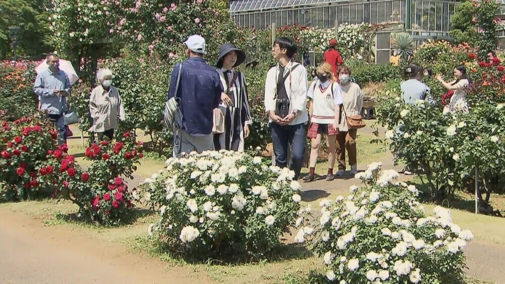 コロナ禍前を上回る来園者 京成バラ園でバラが見ごろ迎える