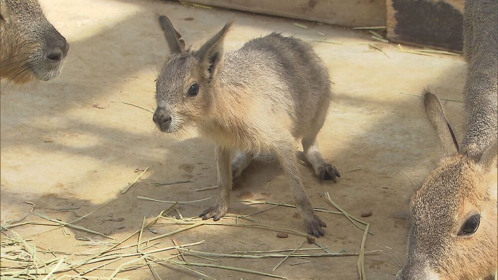 マーラの赤ちゃんすくすくと成長　千葉県・アロハガーデンたてやま