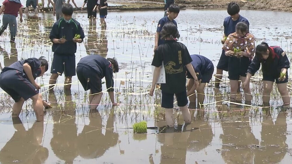 千葉県誕生150年祝い 山武市で田んぼアートの田植え会