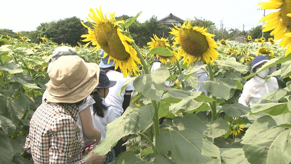 千葉県匝瑳市の復興支援ヒマワリ　２０２５年も約４７００本の大輪の花咲かす
