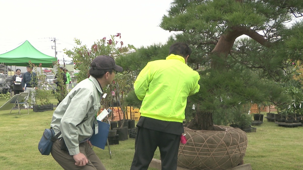５０回目迎える「千葉県植木まつり」　多彩な植木３１１点を審査　東金市