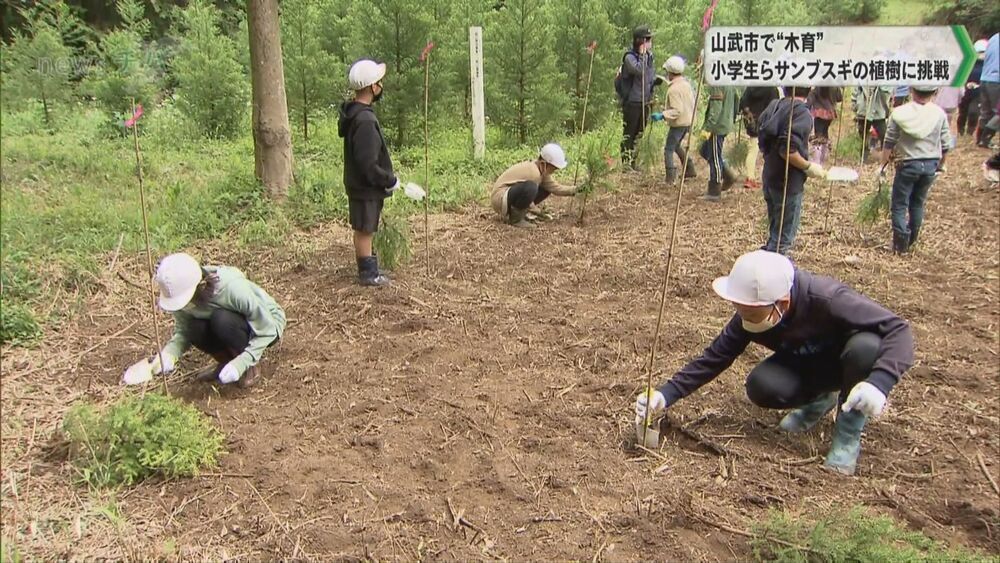 「大きく育って」千葉県山武市の小学生が地元の名産「サンブスギ」を植樹