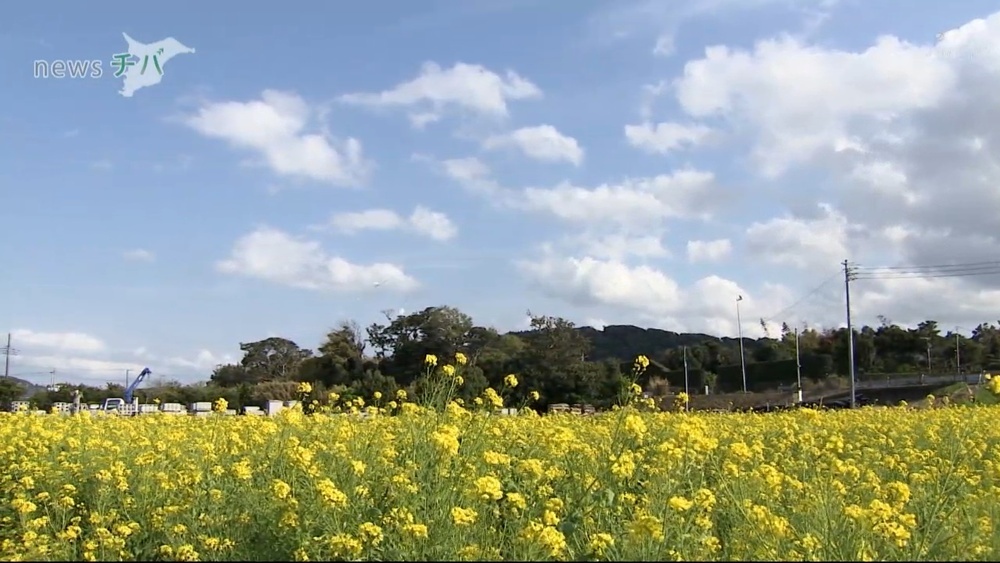 休耕田を花畑に 千葉県南房総市で菜の花が満開