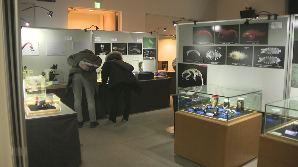 千葉県勝浦市に深海生物５０種の標本など　企画展「超深海」始まる